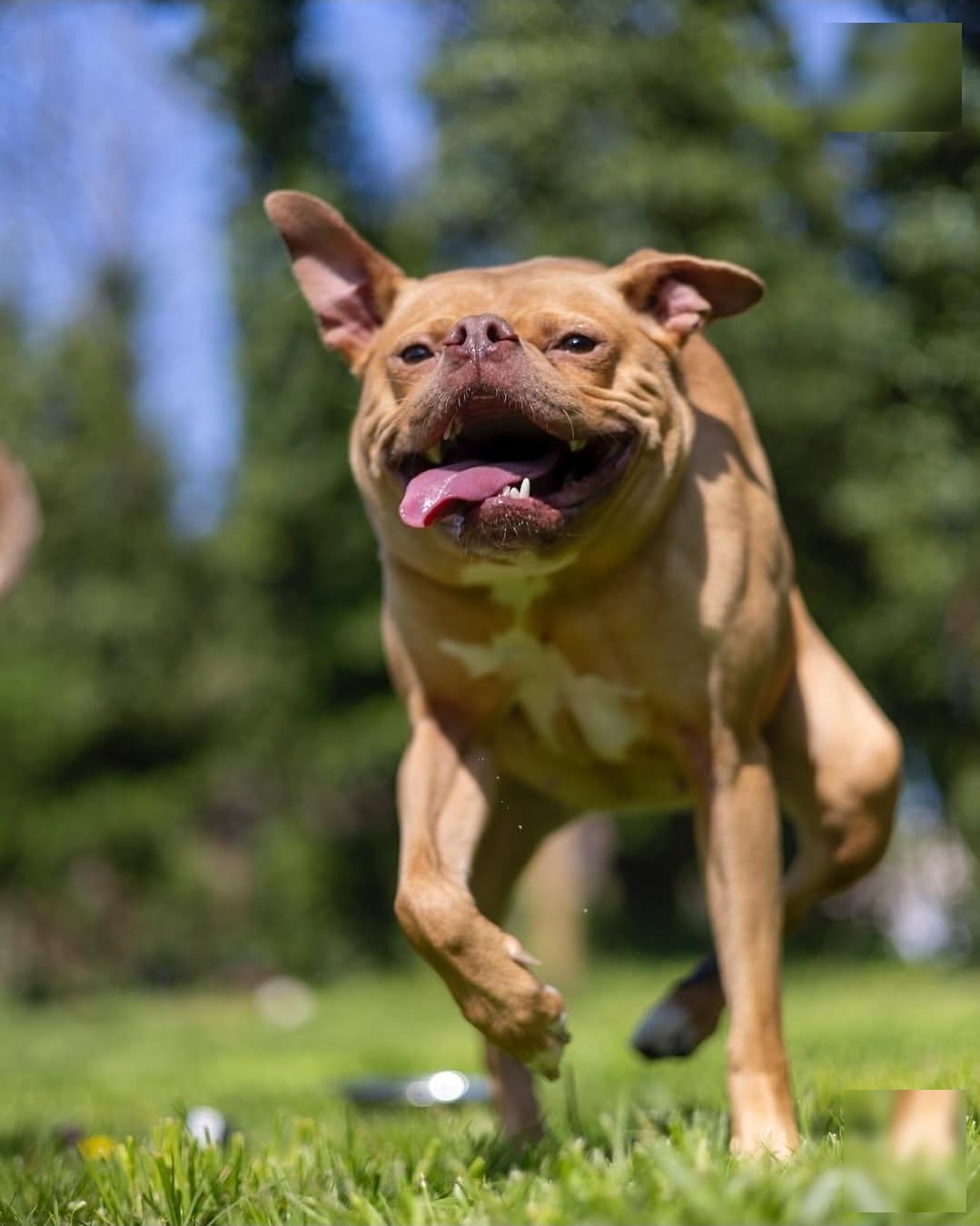 Ivy running through sunny grass, tongue out, mid-smile