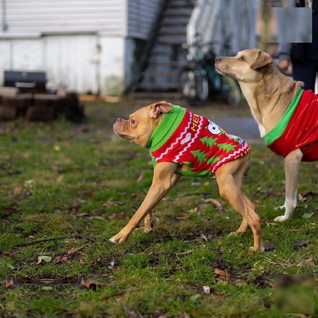 Ivy trotting across the grass in a festive holiday sweater