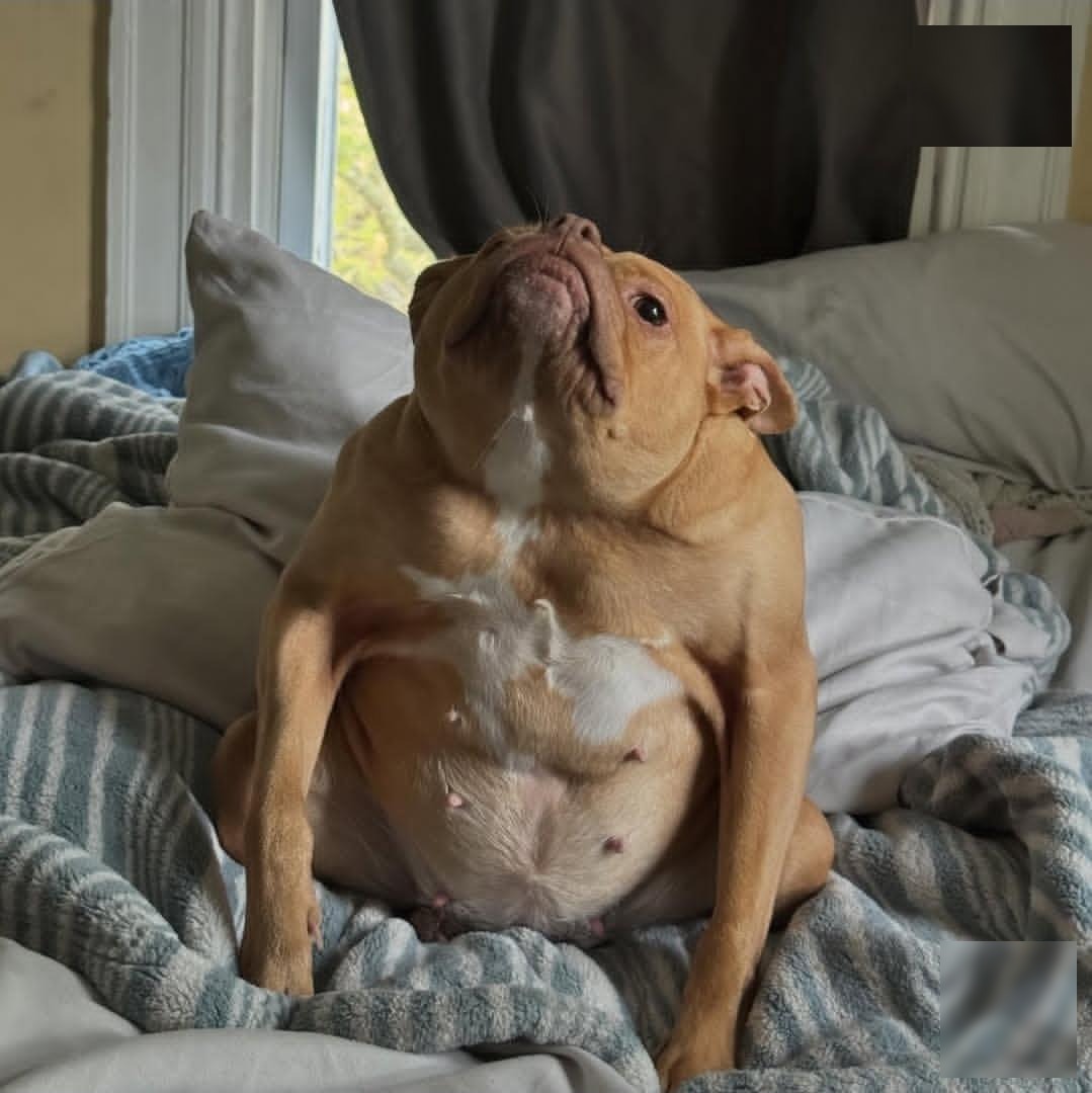 Ivy sitting up on a bed with her chin in the air